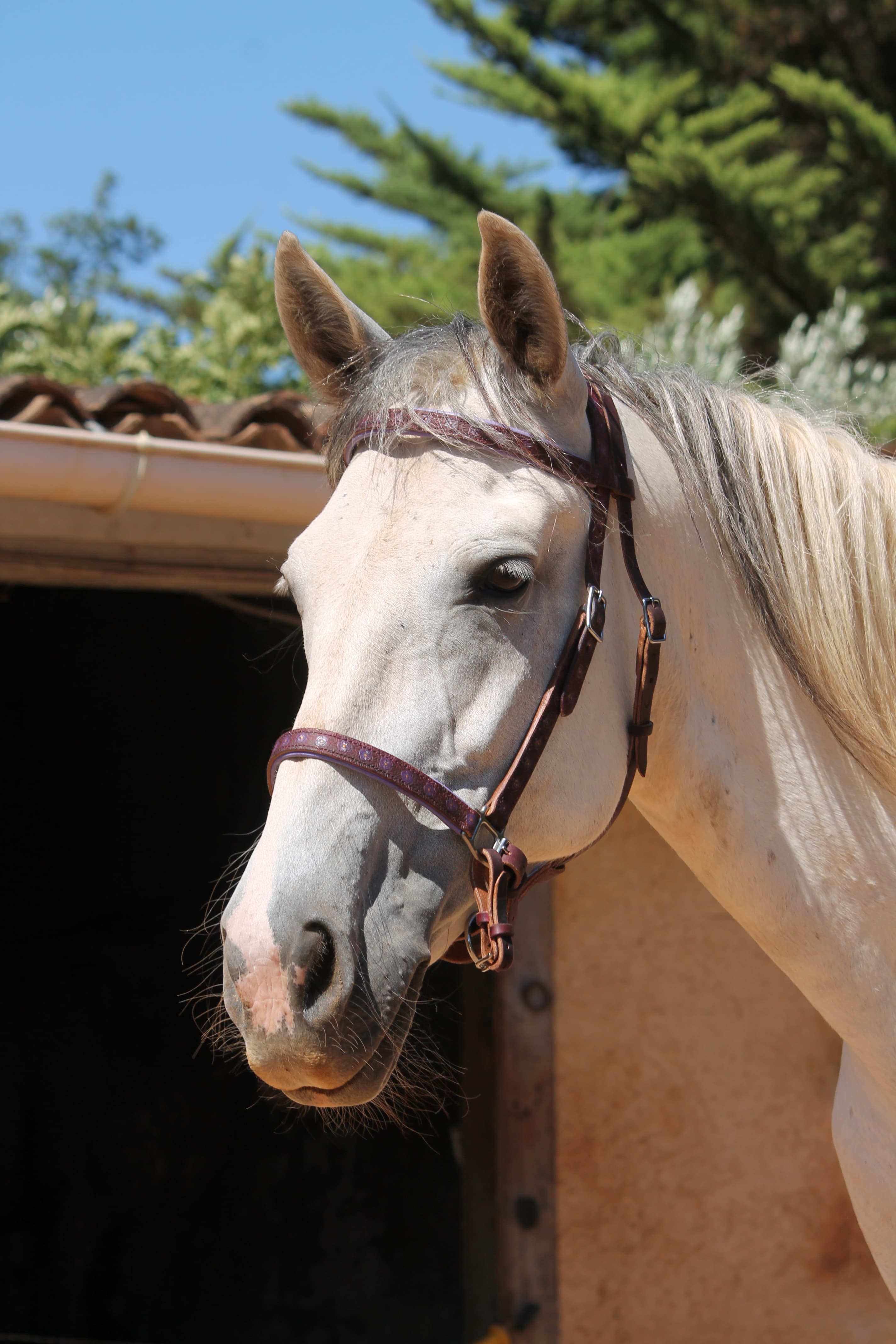 Cheval blanc portant un licol en cuir artisanal, lumière dorée de fin de journée.